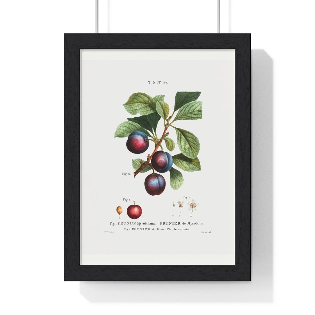 Plum (Prunus Myrobalana) Vintage Botanical Drawing Print