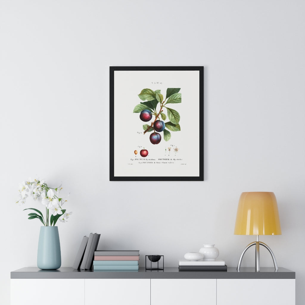 Plum (Prunus Myrobalana) Vintage Botanical Drawing Print
