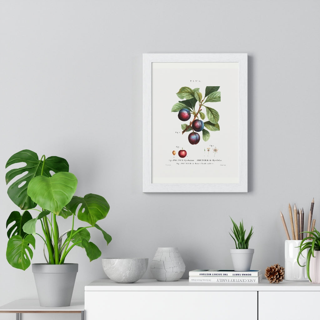 Plum (Prunus Myrobalana) Vintage Botanical Drawing Print