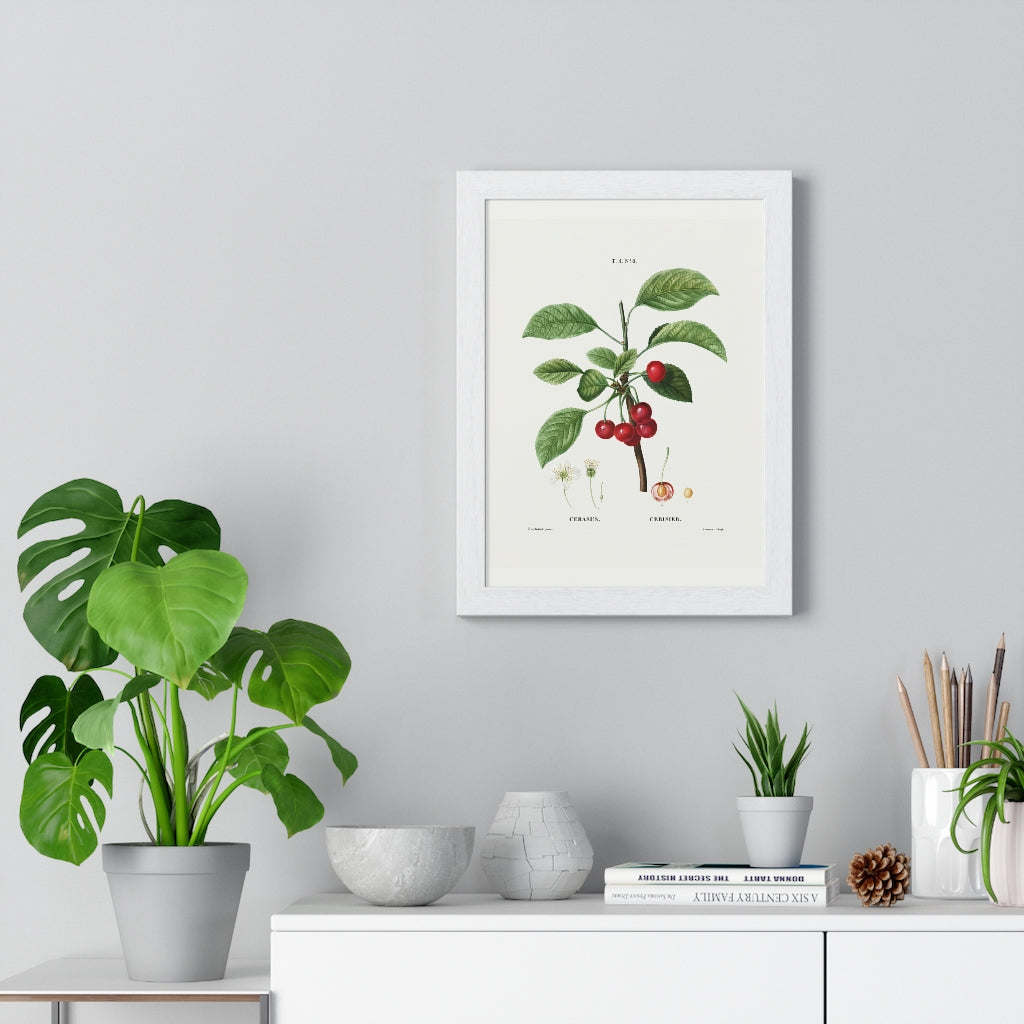 Cherry (Cerasus) Vintage Botanical Drawing in Wood Frame