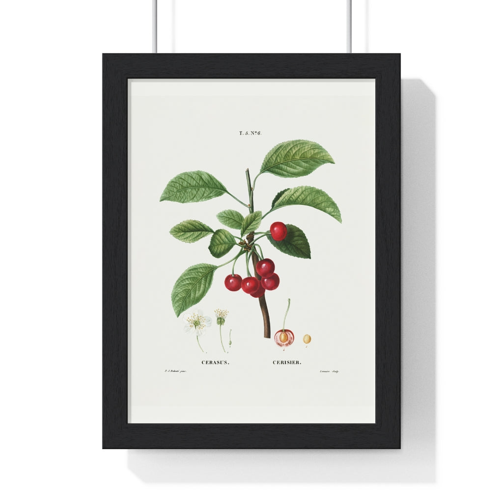 Cherry (Cerasus) Vintage Botanical Drawing in Wood Frame