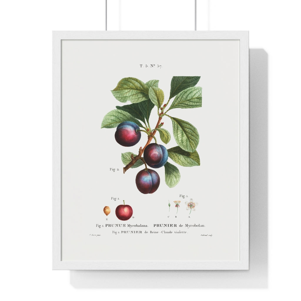 Plum (Prunus Myrobalana) Vintage Botanical Drawing Print