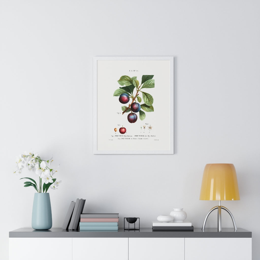Plum (Prunus Myrobalana) Vintage Botanical Drawing Print
