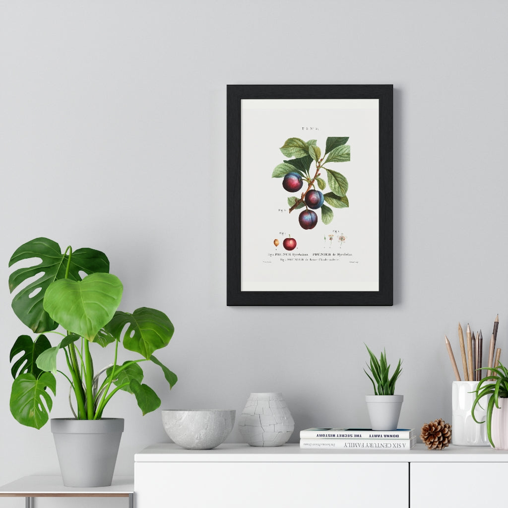 Plum (Prunus Myrobalana) Vintage Botanical Drawing Print