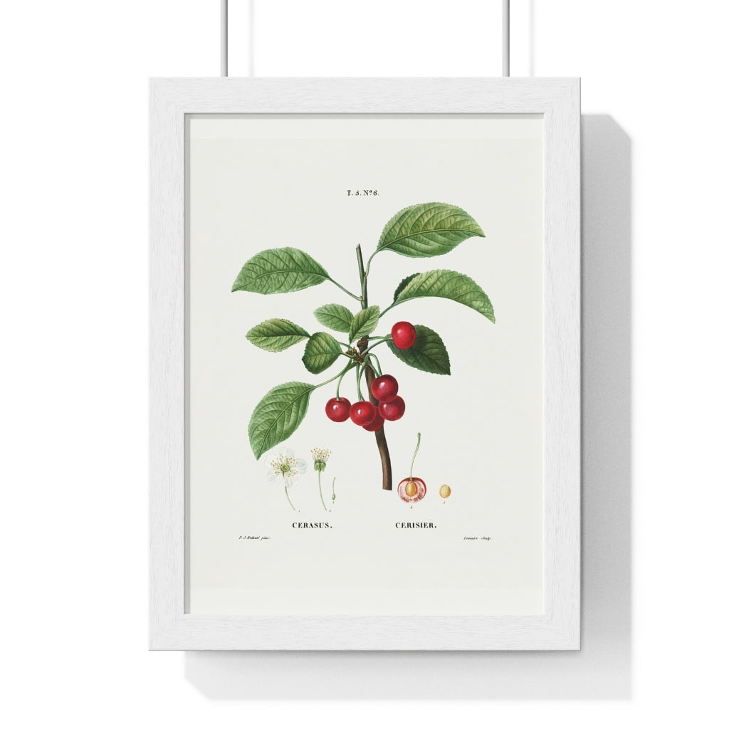 Cherry (Cerasus) Vintage Botanical Drawing in Wood Frame