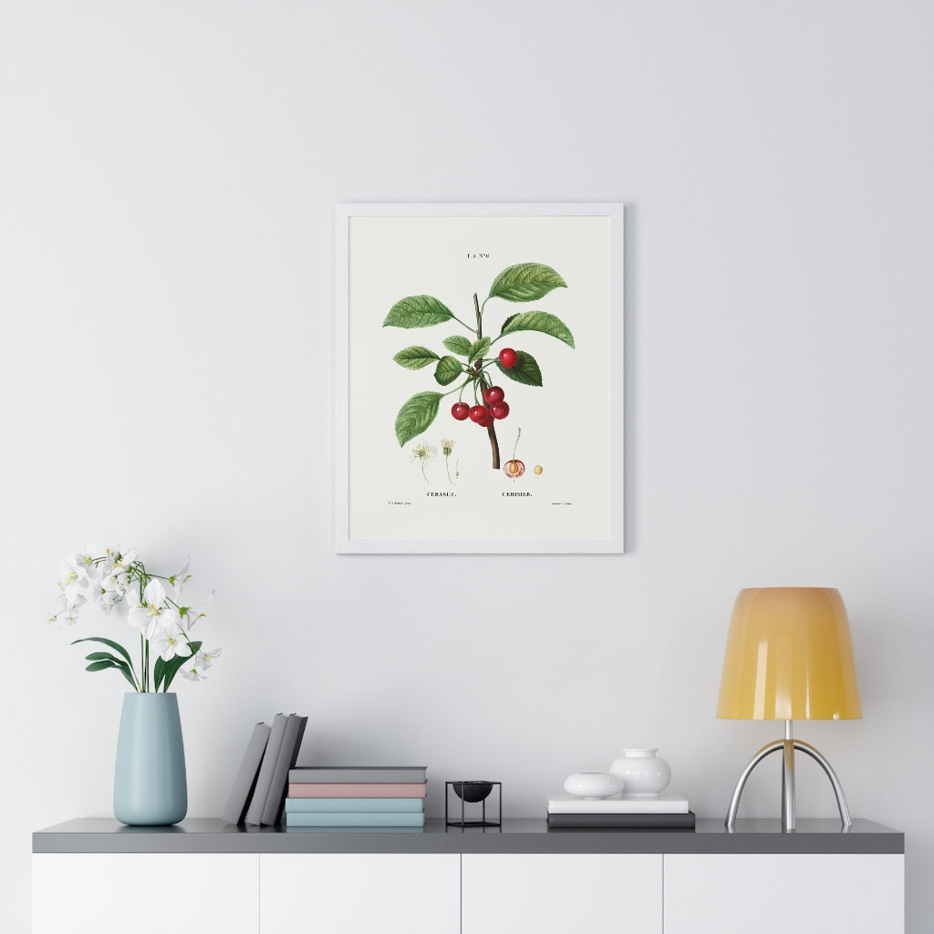 Cherry (Cerasus) Vintage Botanical Drawing in Wood Frame