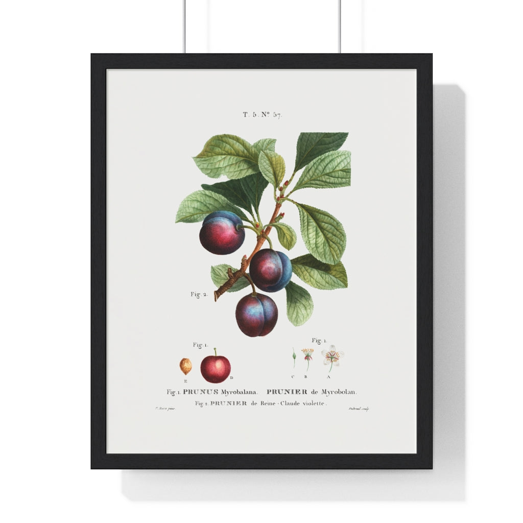 Plum (Prunus Myrobalana) Vintage Botanical Drawing Print