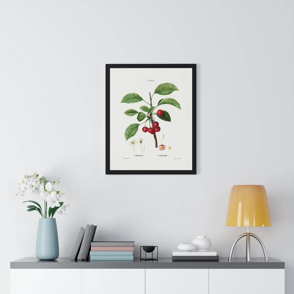 Cherry (Cerasus) Vintage Botanical Drawing in Wood Frame