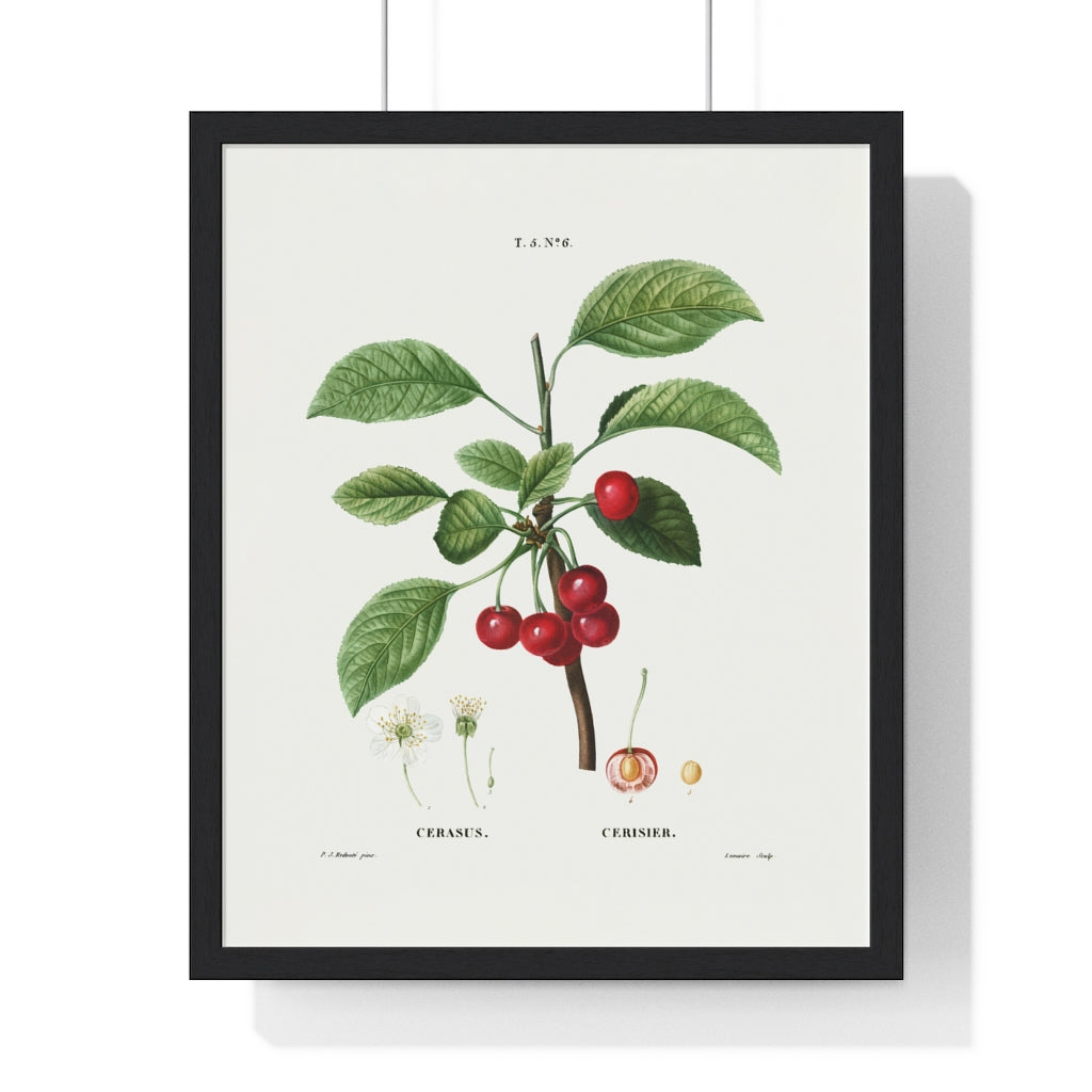 Cherry (Cerasus) Vintage Botanical Drawing in Wood Frame