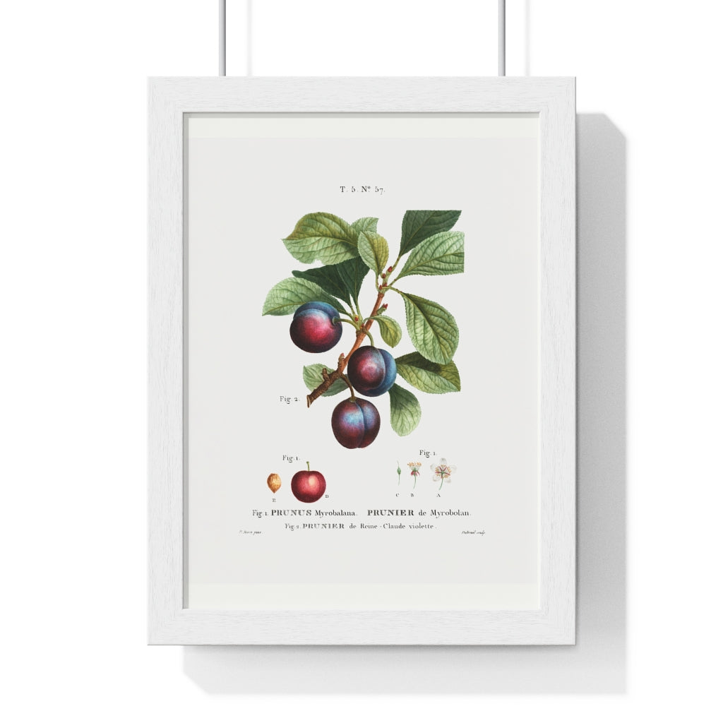 Plum (Prunus Myrobalana) Vintage Botanical Drawing Print
