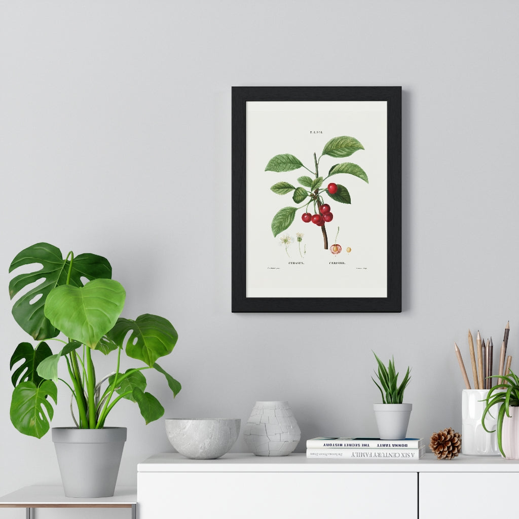 Cherry (Cerasus) Vintage Botanical Drawing in Wood Frame