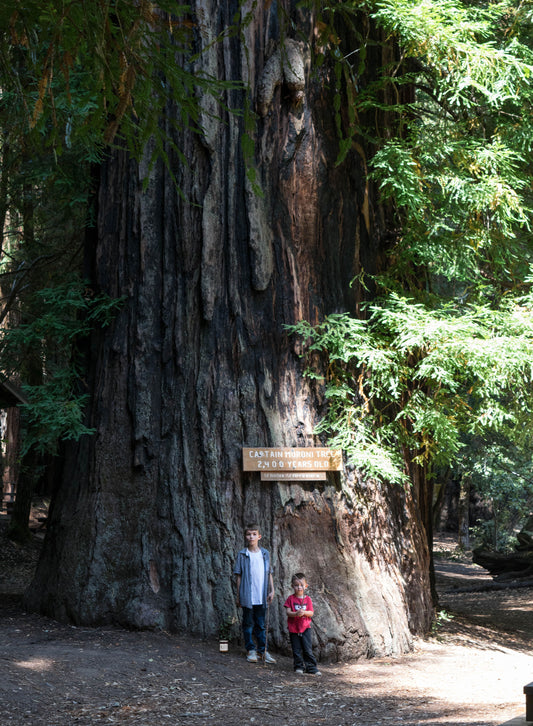 California Redwoods