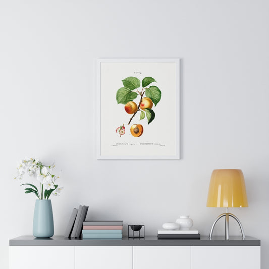 Apricot (Armeniaca vulgaris) Vintage Botanical Drawing in Wood Frame