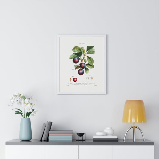 Plum (Prunus Myrobalana) Vintage Botanical Drawing Print