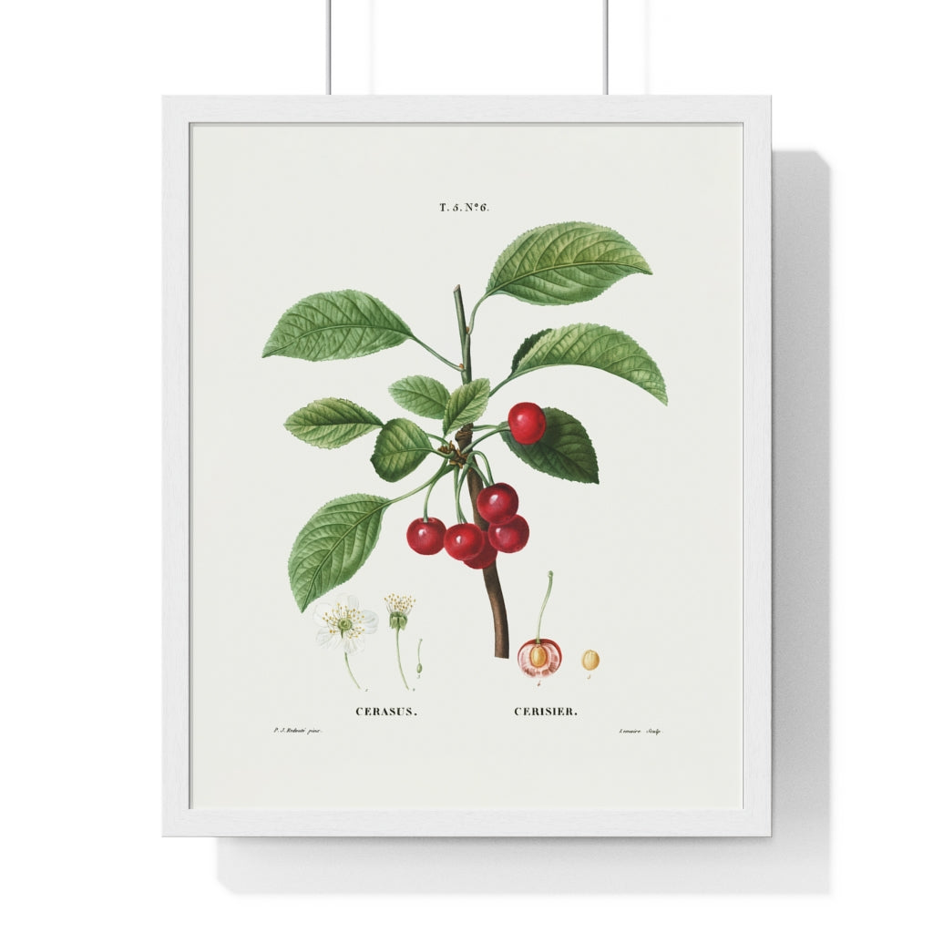 Cherry (Cerasus) Vintage Botanical Drawing in Wood Frame